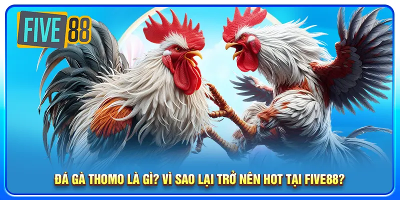 Đá gà Thomo là gì? Vì sao lại trở nên HOT tại five88?